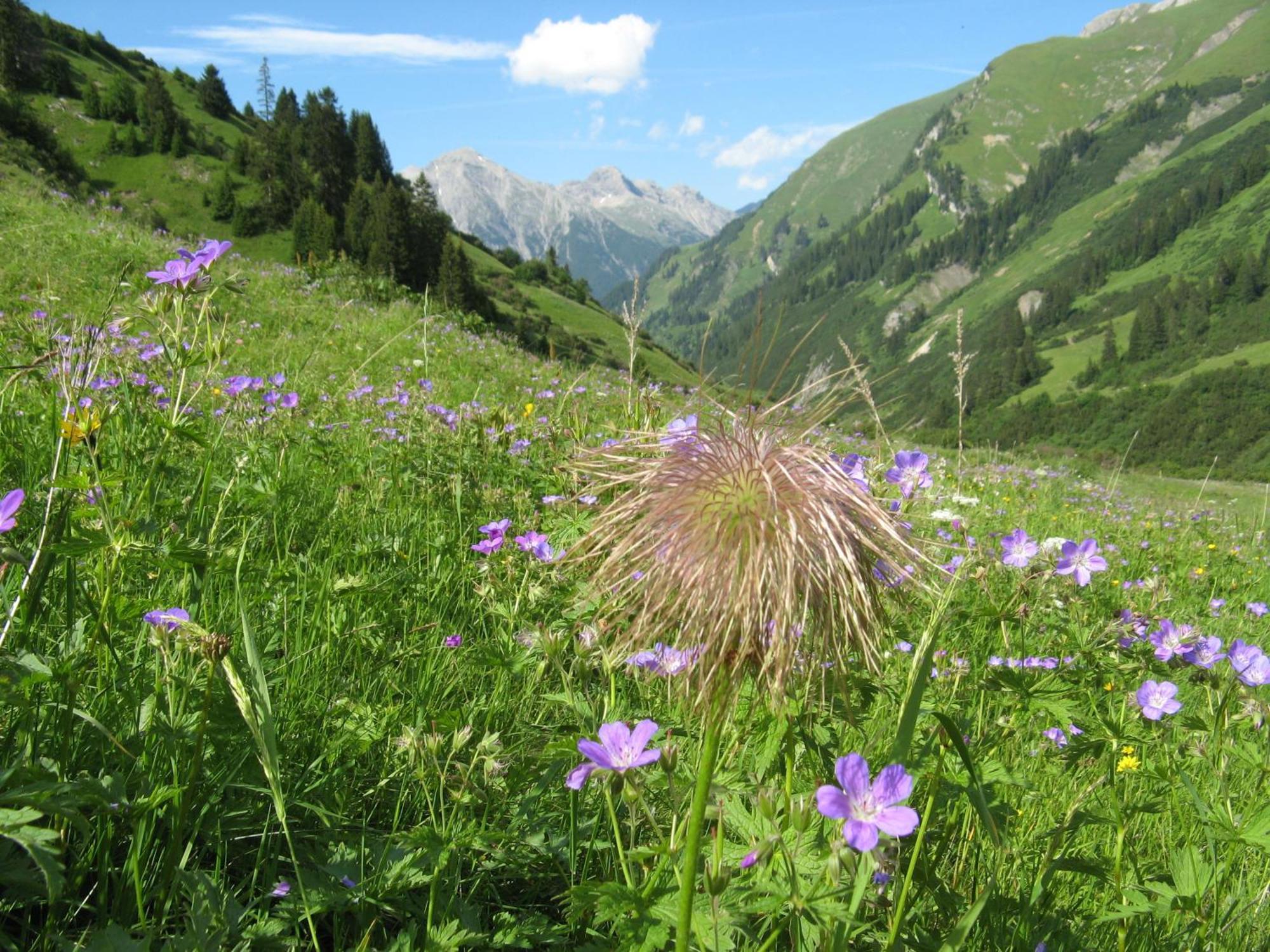 Ferienwohnungen Schlichtherle Bach  Esterno foto